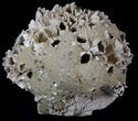 Fossil Pectin (Chesapecten) In Sandstone - Virginia #40302-3